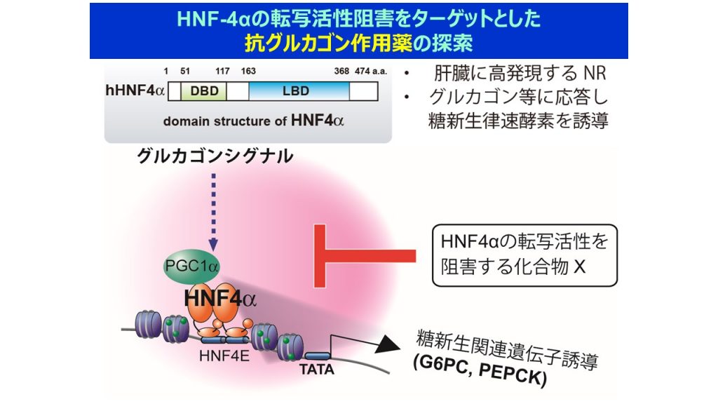 研究紹介 東北大学医学部 大学院医学系研究科分子内分泌学分野ホームページ